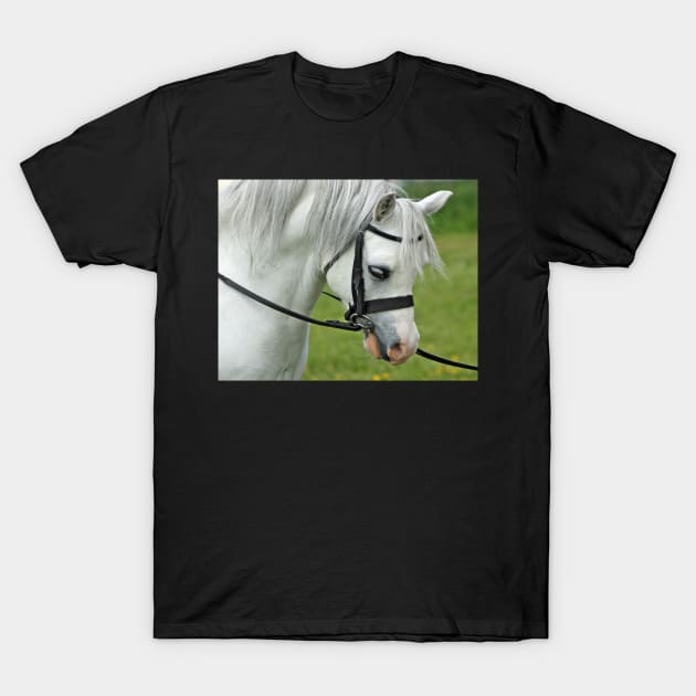 Welsh Mountain Pony T-Shirt by Furtographic